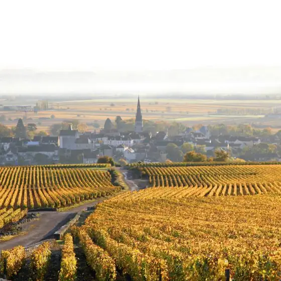 Vignoble de Bourgogne en automne, Côte de Beaune